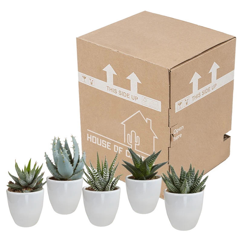 Gasteria/Haworthia-Mischung – 5 Pflanzen | Ø 5,5 cm | Weiße Töpfe
