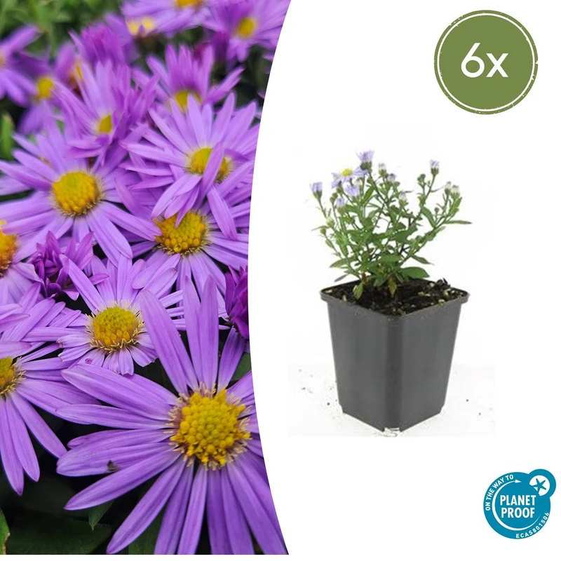 Aster (D) 'Prof. Anton Kippenberg' – Herbstaster | 6 Pflanzen | Ø 9 cm