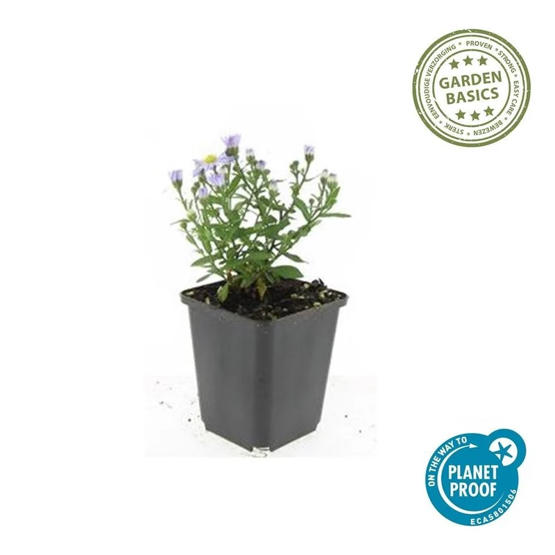 Aster (D) 'Prof. Anton Kippenberg' – Herbstaster | 6 Pflanzen | Ø 9 cm