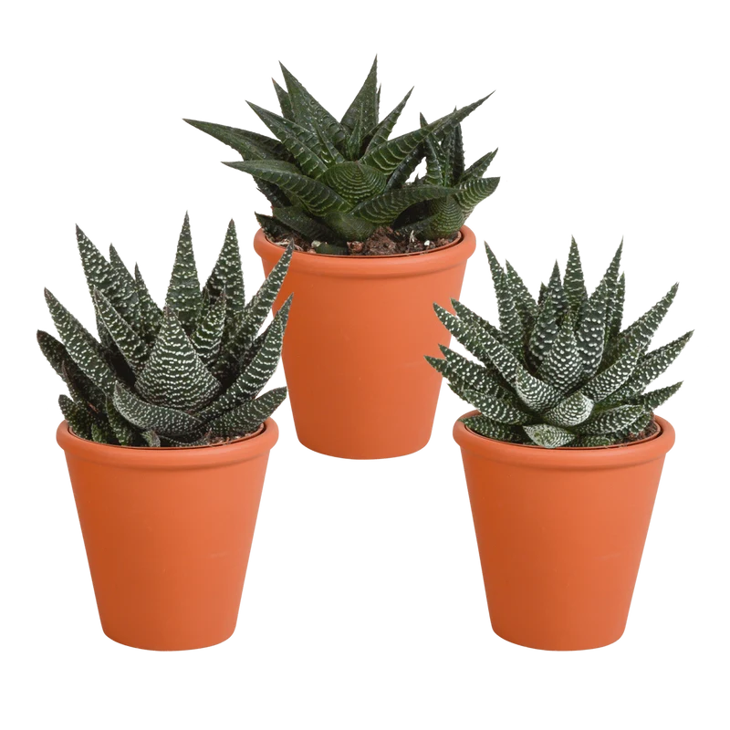 Gasteria/Haworthia-Mischung – 3 Pflanzen | Ø 8,5 cm | Terracotta-Töpfe