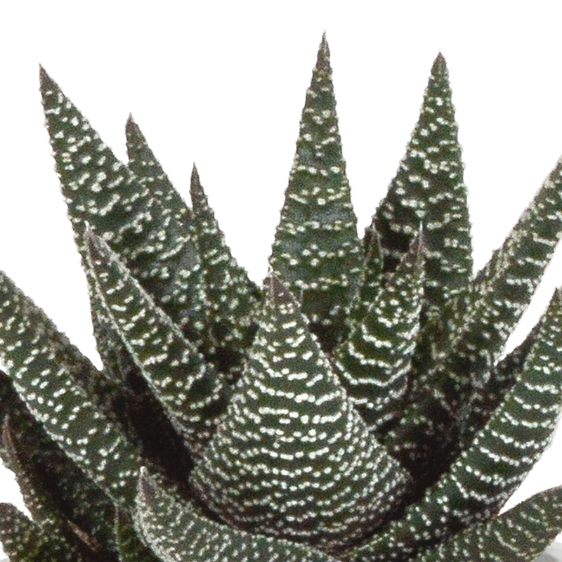 Gasteria/Haworthia-Mischung – 3 Pflanzen | Ø 8,5 cm | Terracotta-Töpfe