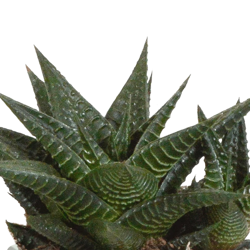 Gasteria/Haworthia-Mischung – 3 Pflanzen | Ø 8,5 cm | Terracotta-Töpfe