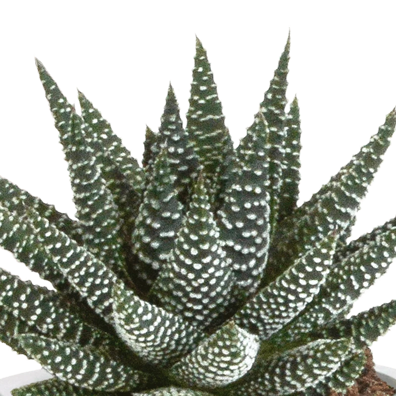 Gasteria/Haworthia-Mischung – 3 Pflanzen | Ø 8,5 cm | Terracotta-Töpfe