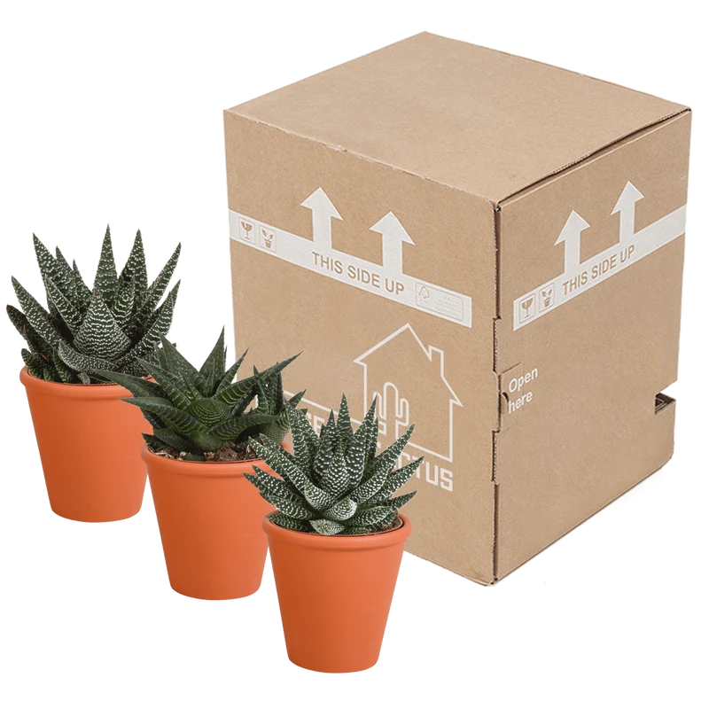 Gasteria/Haworthia-Mischung – 3 Pflanzen | Ø 8,5 cm | Terracotta-Töpfe