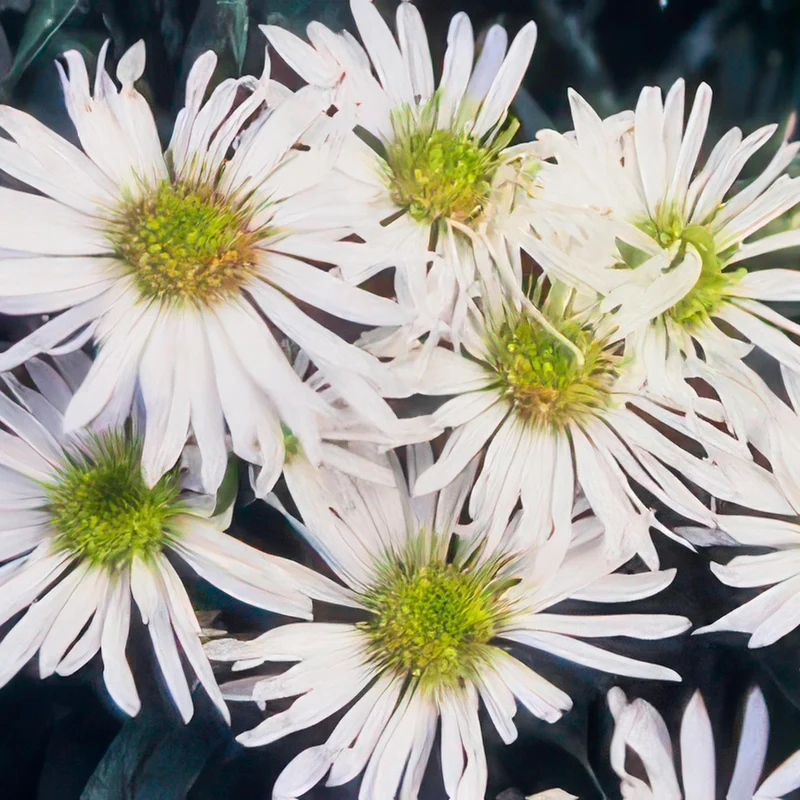 Aster ageratoides 'Ashvi' – Herbstaster | 6 Pflanzen | Ø 9 cm