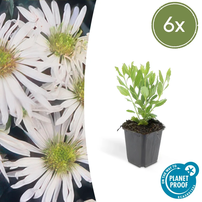 Aster ageratoides 'Ashvi' – Herbstaster | 6 Pflanzen | Ø 9 cm