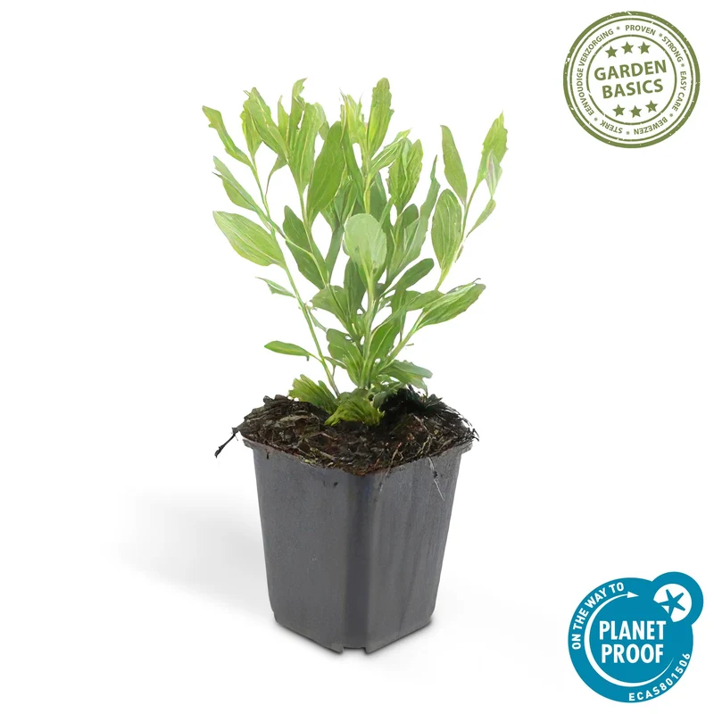Aster ageratoides 'Ashvi' – Herbstaster | 6 Pflanzen | Ø 9 cm