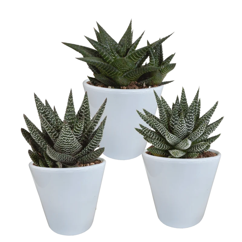 Gasteria/Haworthia-Mischung – 3 Pflanzen | Ø 8,5 cm | Weiße Töpfe