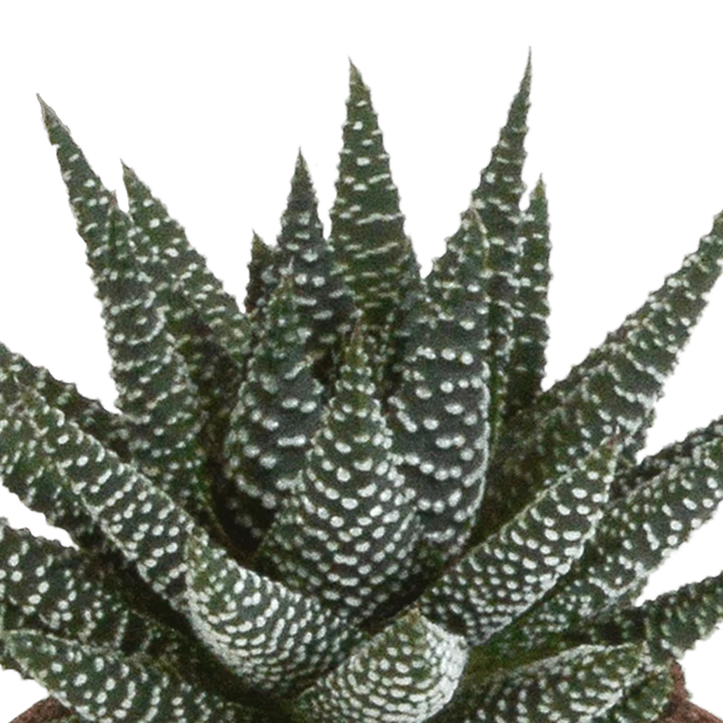 Gasteria/Haworthia-Mischung – 3 Pflanzen | Ø 8,5 cm | Weiße Töpfe