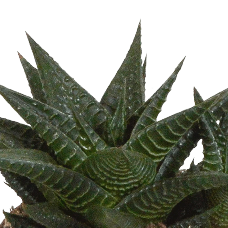 Gasteria/Haworthia-Mischung – 3 Pflanzen | Ø 8,5 cm | Weiße Töpfe