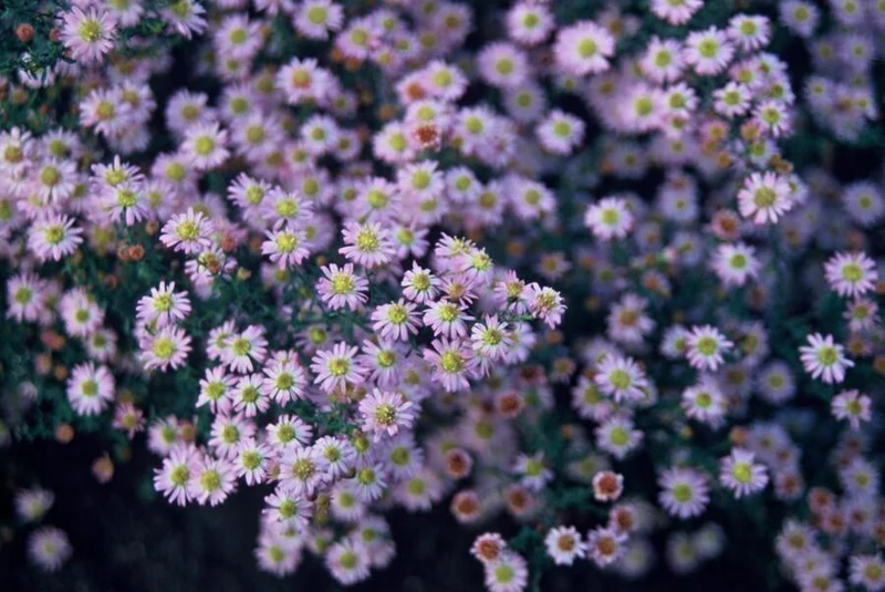 Aster ageratoides 'Stardust' – Herbstaster | 6 Pflanzen | Ø 9 cm