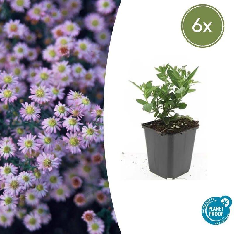Aster ageratoides 'Stardust' – Herbstaster | 6 Pflanzen | Ø 9 cm