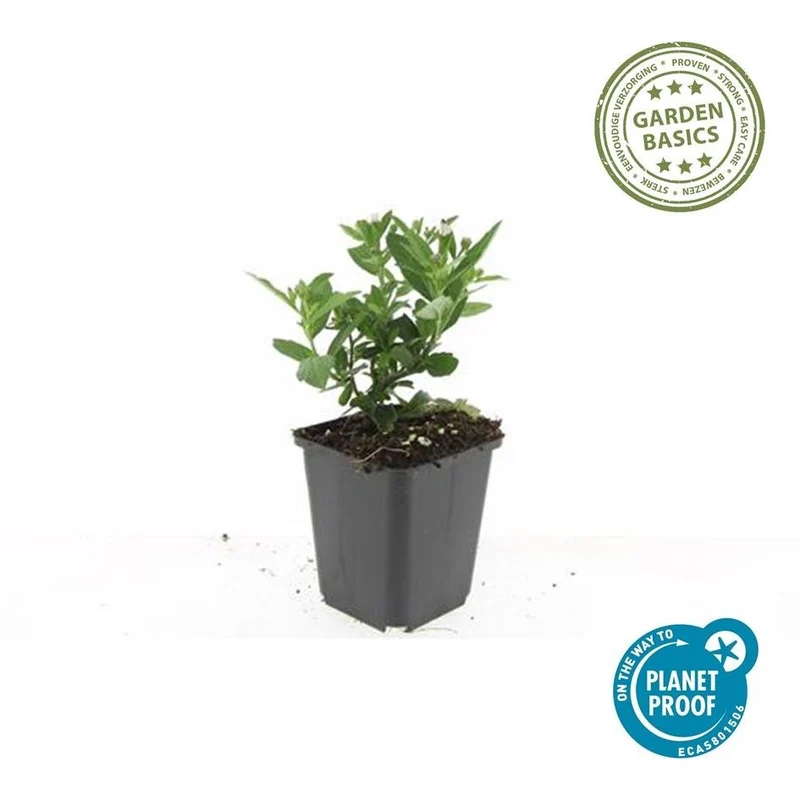 Aster ageratoides 'Stardust' – Herbstaster | 6 Pflanzen | Ø 9 cm