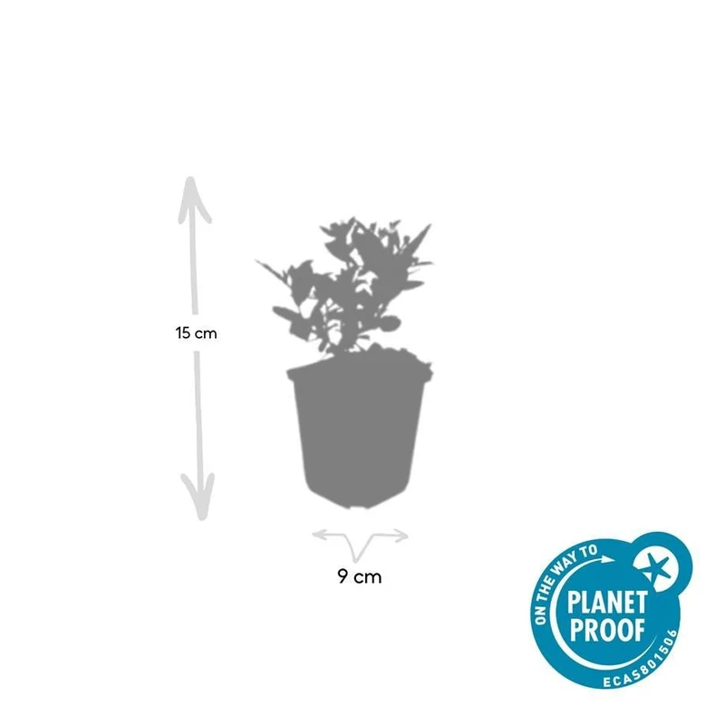 Aster ageratoides 'Stardust' – Herbstaster | 6 Pflanzen | Ø 9 cm