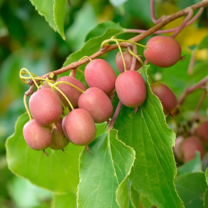 Actinidia arguta 'Weiki' – Kiwi-Beere Männlich | 1 Pflanze | Topf 15 cm