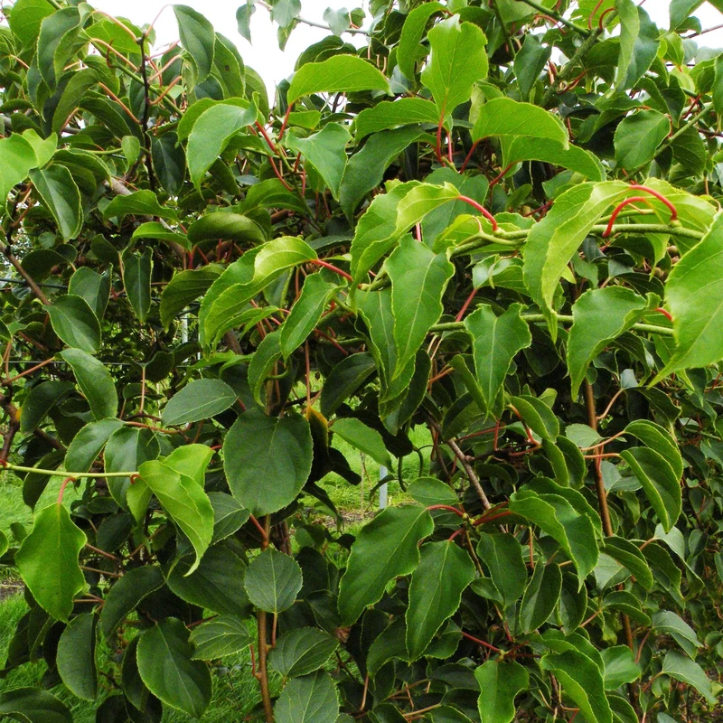 Actinidia arguta 'Weiki' – Kiwi-Beere Männlich | 1 Pflanze | Topf 15 cm