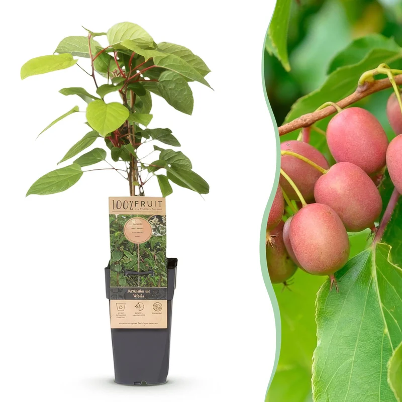 Actinidia arguta 'Weiki' – Kiwi-Beere Männlich | 1 Pflanze | Topf 15 cm