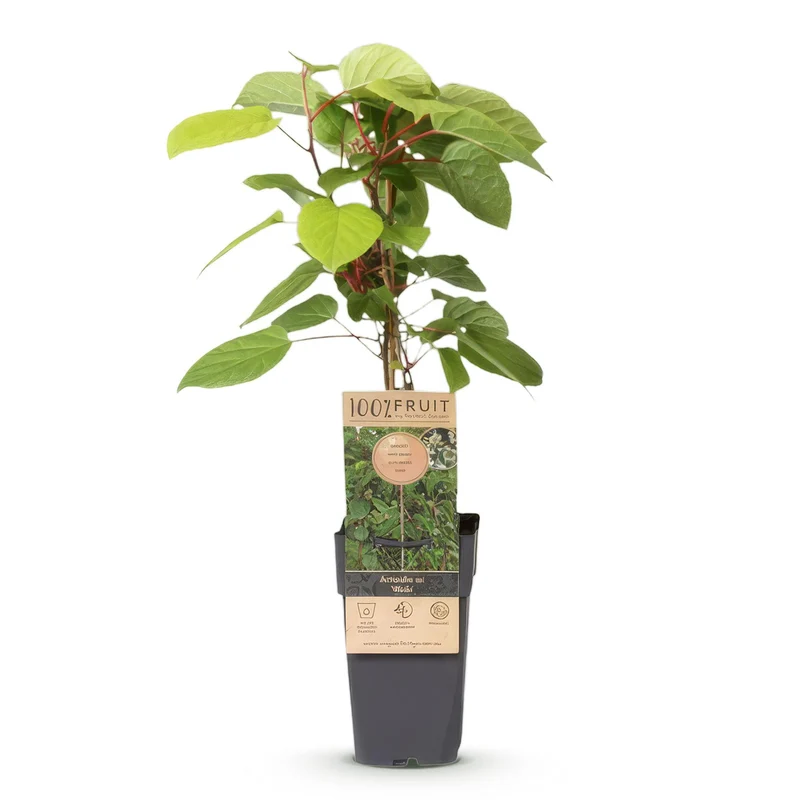 Actinidia arguta 'Weiki' – Kiwi-Beere Männlich | 1 Pflanze | Topf 15 cm