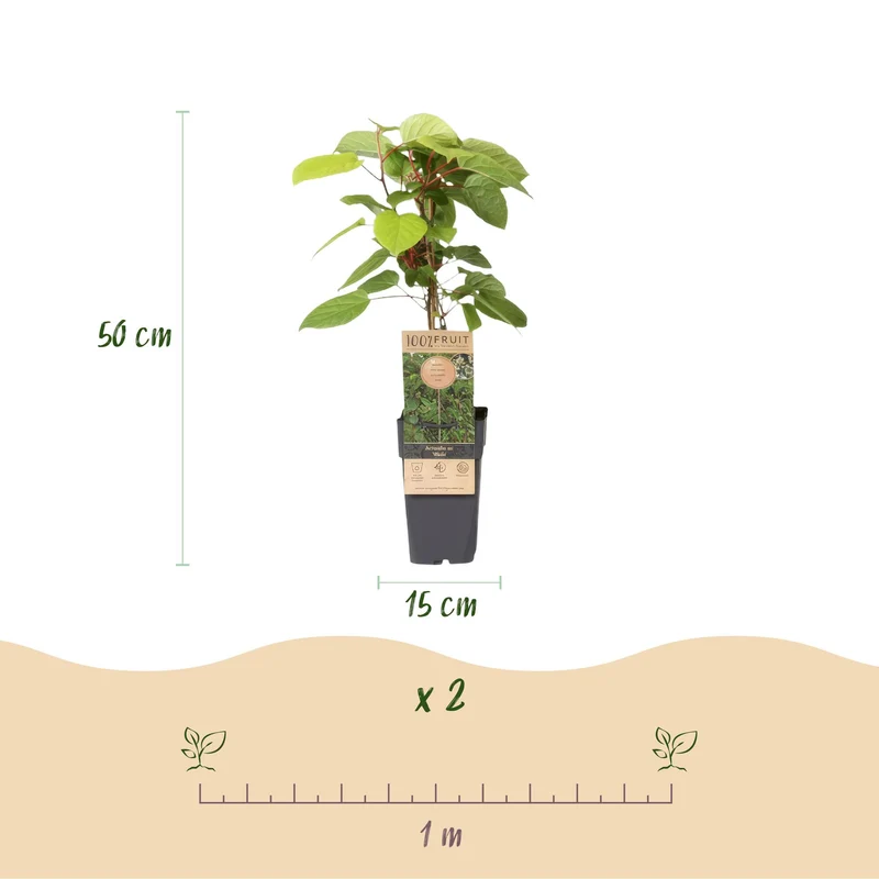 Actinidia arguta 'Weiki' – Kiwi-Beere Männlich | 1 Pflanze | Topf 15 cm