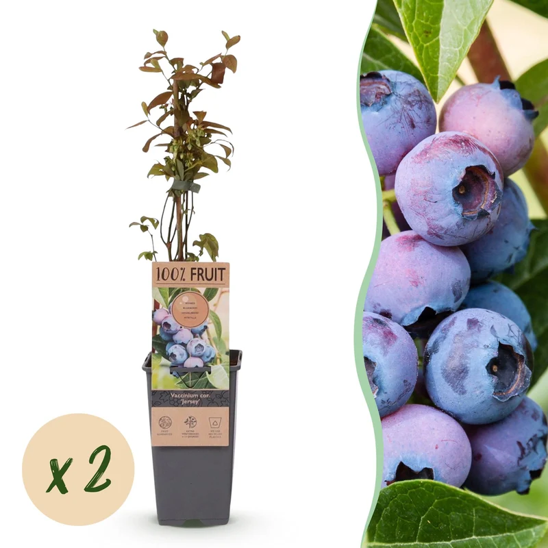 Vaccinium corymbosum 'Jersey' – Heidelbeere | 2 Pflanzen | Topf 15 cm