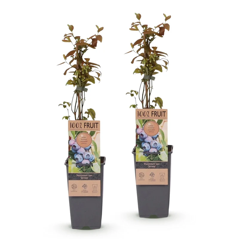 Vaccinium corymbosum 'Jersey' – Heidelbeere | 2 Pflanzen | Topf 15 cm