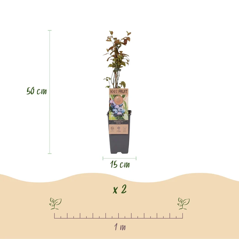 Vaccinium corymbosum 'Jersey' – Heidelbeere | 2 Pflanzen | Topf 15 cm