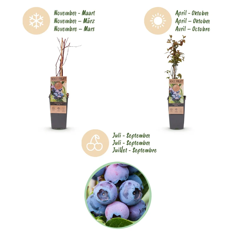 Vaccinium corymbosum 'Jersey' – Heidelbeere | 2 Pflanzen | Topf 15 cm