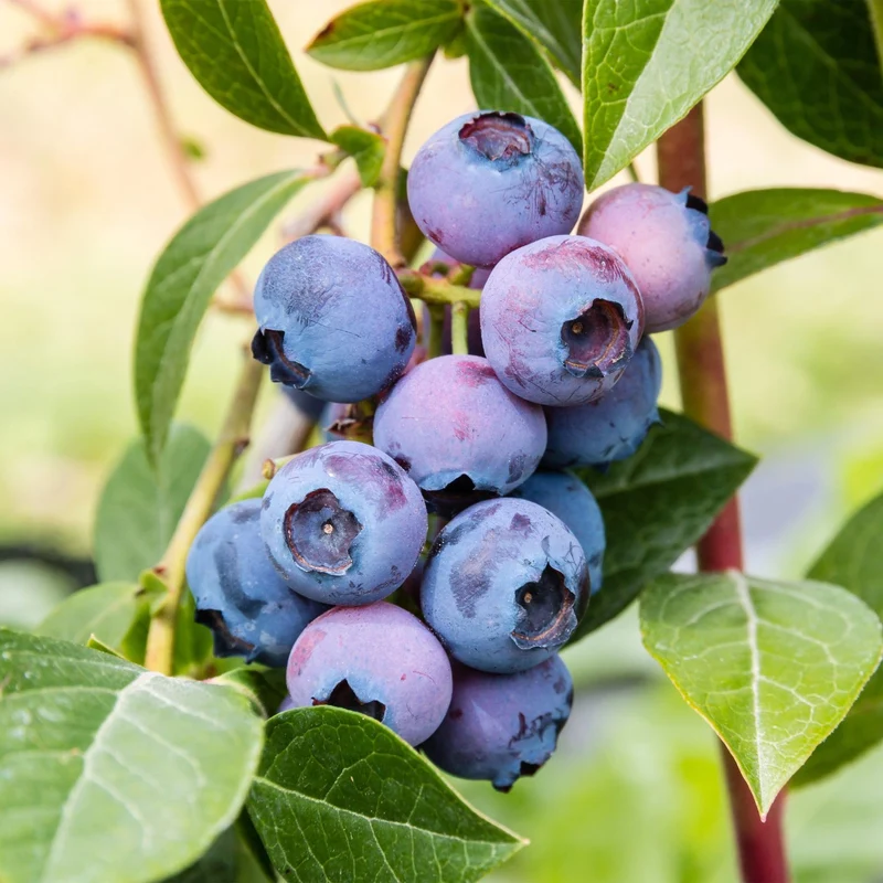 Vaccinium corymbosum 'Jersey' – Heidelbeere | 2 Pflanzen | Topf 15 cm