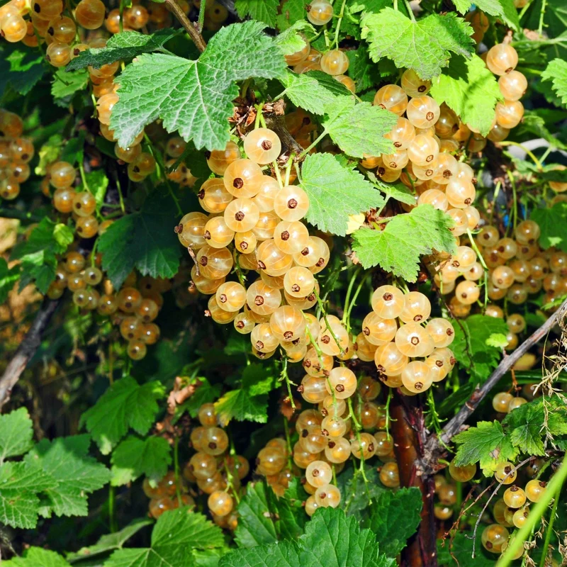 Ribes rubrum 'Witte Parel' – Weiße Johannisbeere | 2 Pflanzen | Topf 15 cm