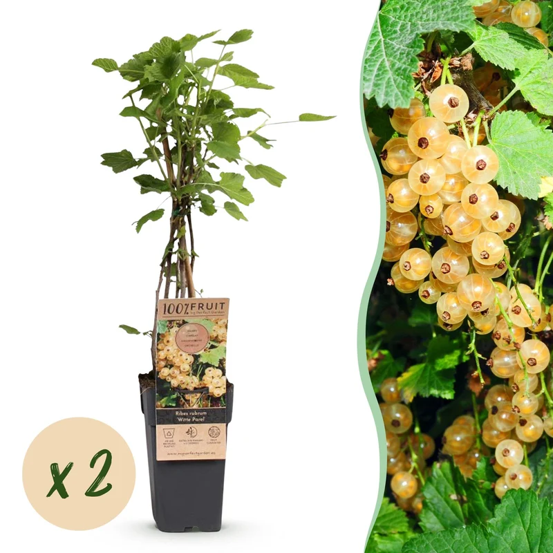 Ribes rubrum 'Witte Parel' – Weiße Johannisbeere | 2 Pflanzen | Topf 15 cm