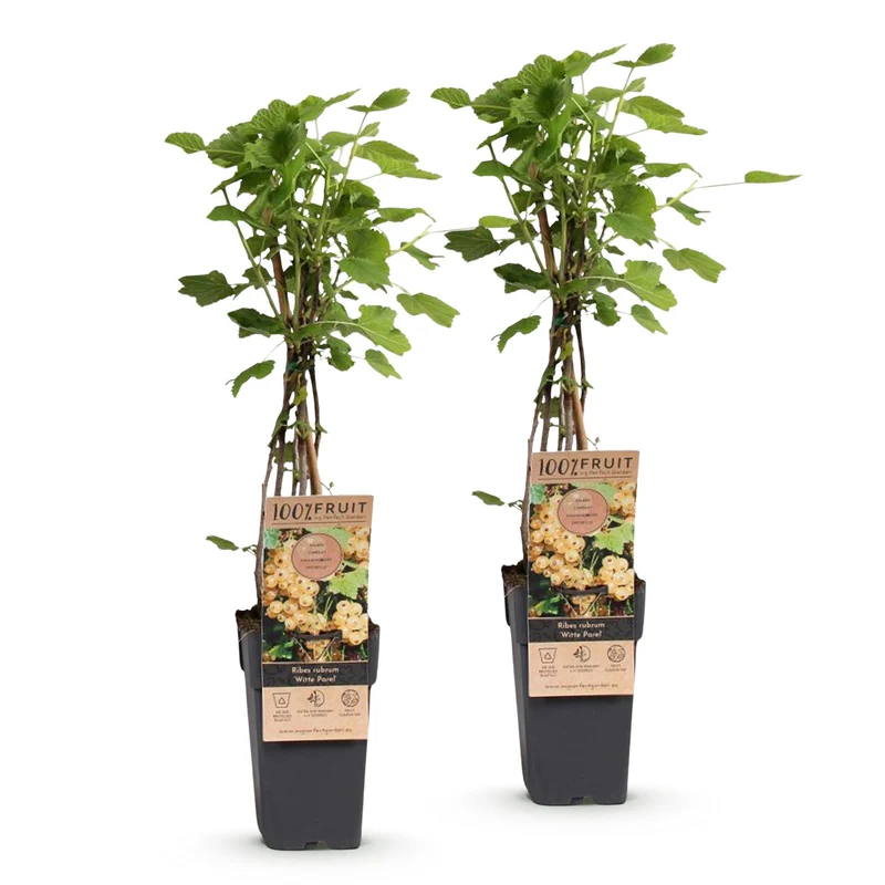 Ribes rubrum 'Witte Parel' – Weiße Johannisbeere | 2 Pflanzen | Topf 15 cm