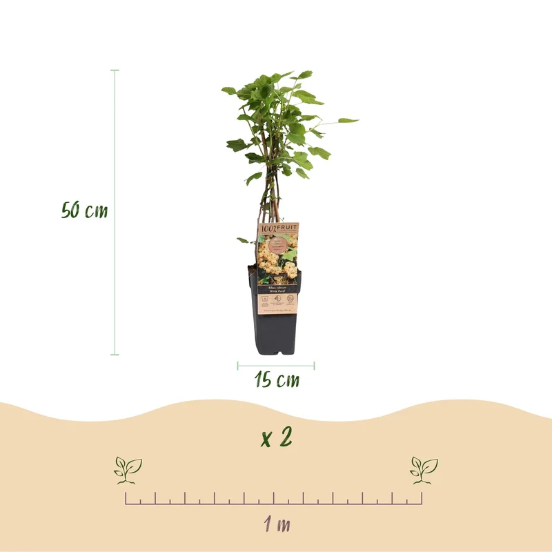 Ribes rubrum 'Witte Parel' – Weiße Johannisbeere | 2 Pflanzen | Topf 15 cm