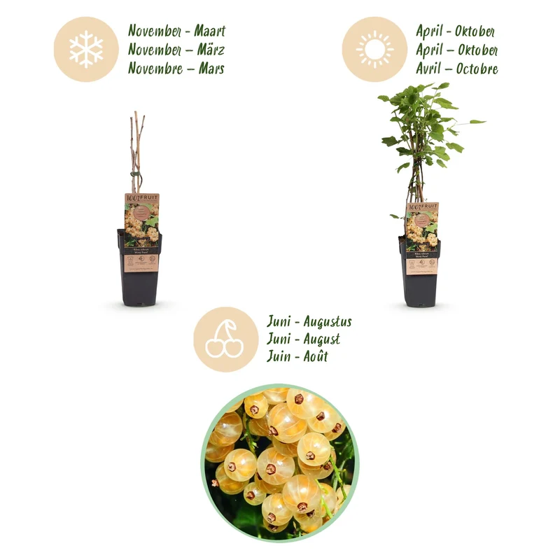 Ribes rubrum 'Witte Parel' – Weiße Johannisbeere | 2 Pflanzen | Topf 15 cm