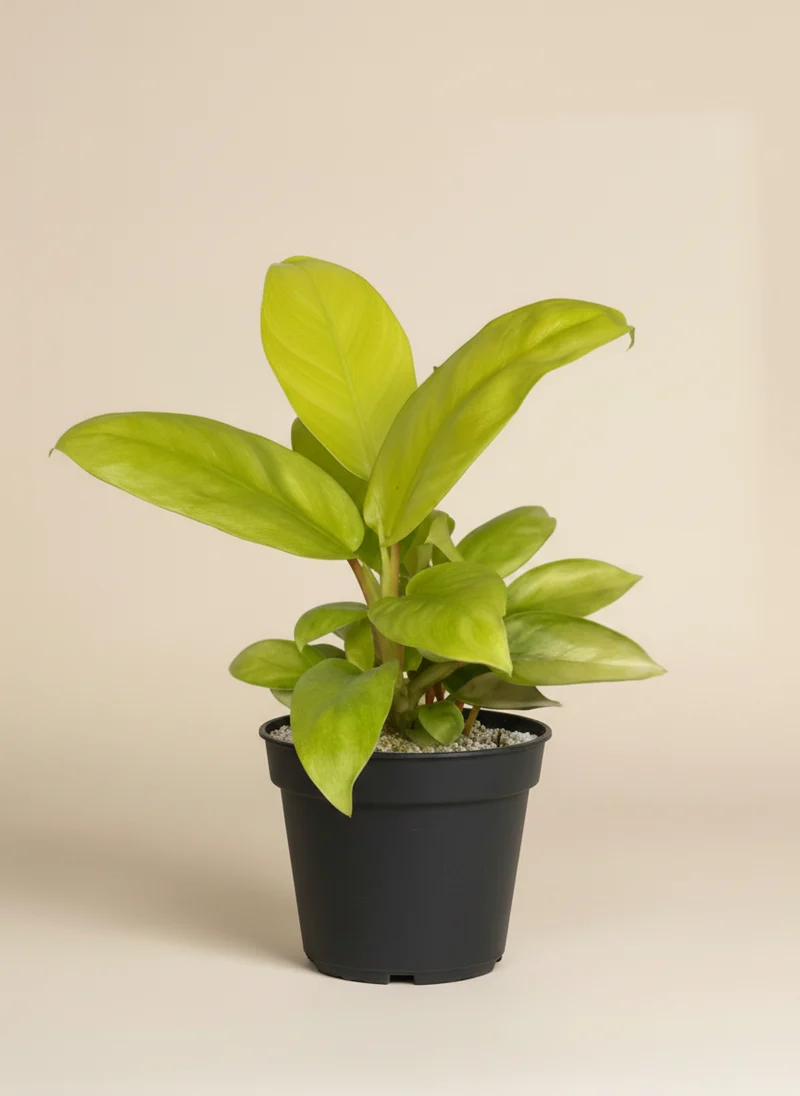 Philodendron 'Ceylon Gold' • feey