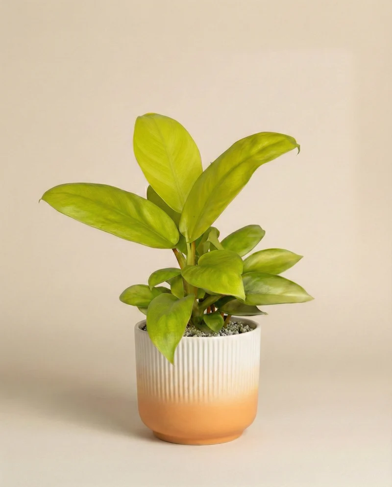 Philodendron 'Ceylon Gold' • feey