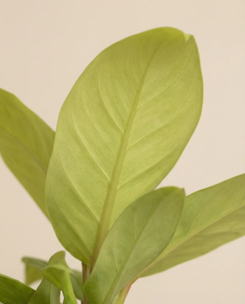 Philodendron 'Ceylon Gold' • feey