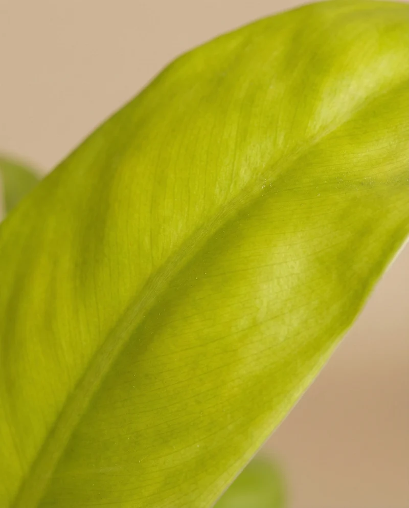 Philodendron 'Ceylon Gold' • feey