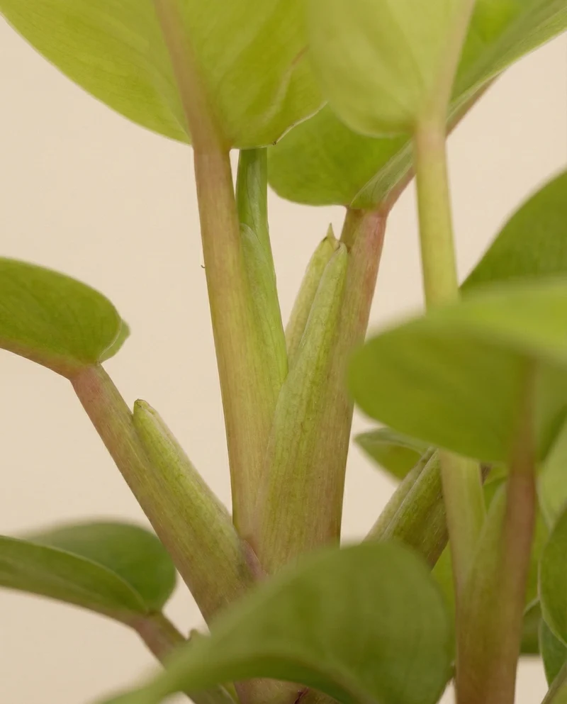 Philodendron 'Ceylon Gold' • feey