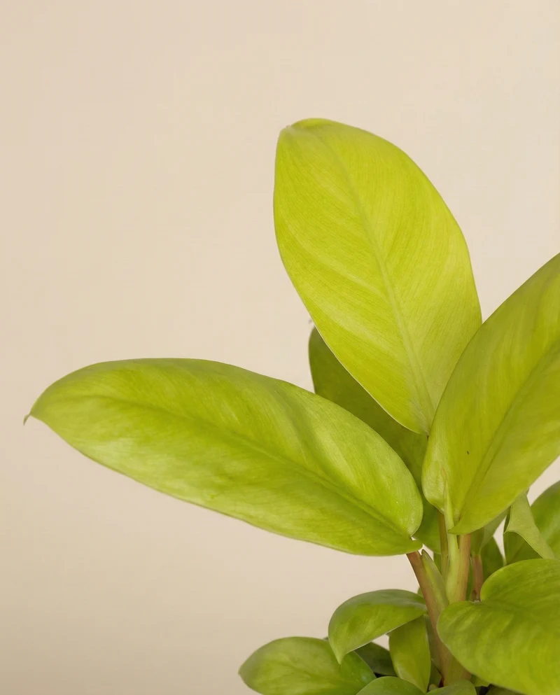 Philodendron 'Ceylon Gold' • feey