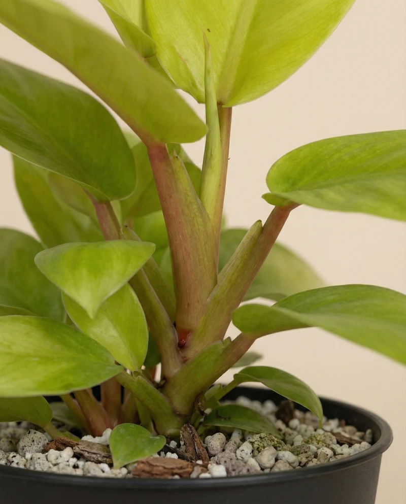 Philodendron 'Ceylon Gold' • feey