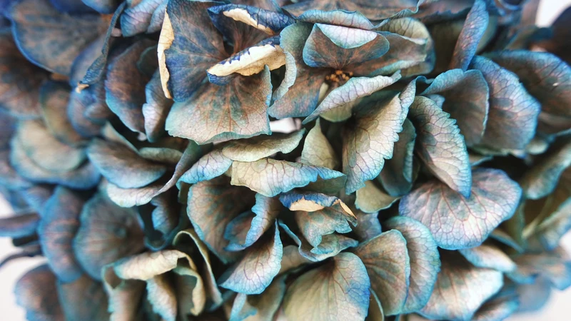 Getrocknete Hortensie - 1 Kopf - Blau