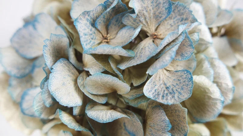 Getrocknete Hortensie - 1 Kopf - Hellblau
