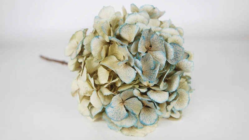 Getrocknete Hortensie - 1 Kopf - Hellblau