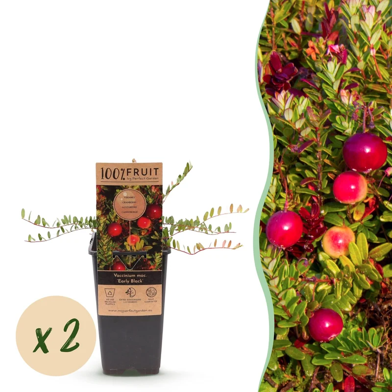 Vaccinium macrocarpon 'Early Black' – Cranberry | 2 Pflanzen | Topf 15 cm