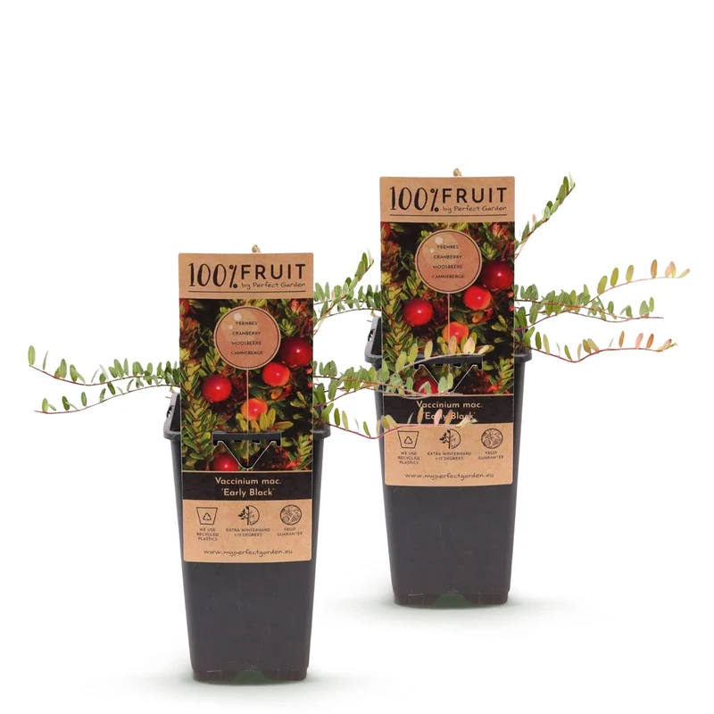 Vaccinium macrocarpon 'Early Black' – Cranberry | 2 Pflanzen | Topf 15 cm