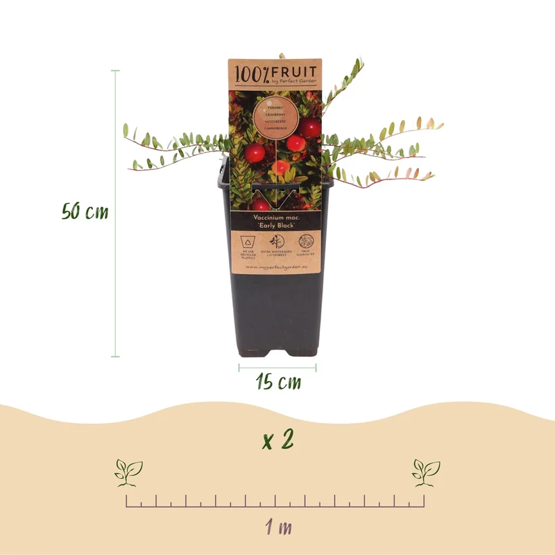Vaccinium macrocarpon 'Early Black' – Cranberry | 2 Pflanzen | Topf 15 cm