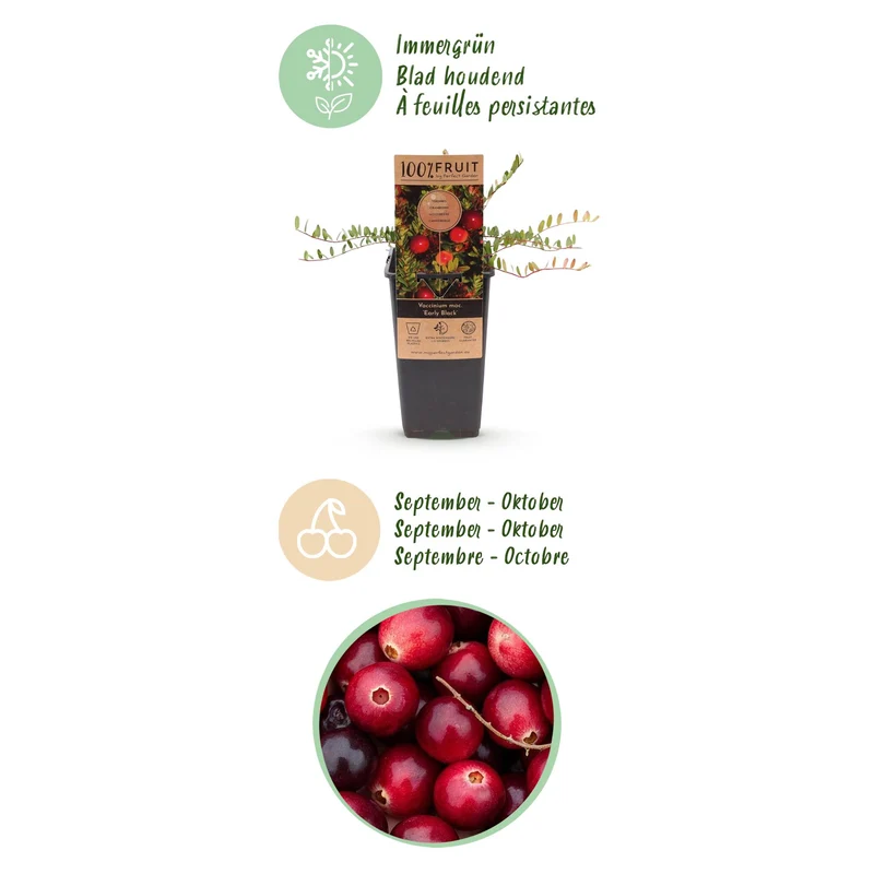 Vaccinium macrocarpon 'Early Black' – Cranberry | 2 Pflanzen | Topf 15 cm