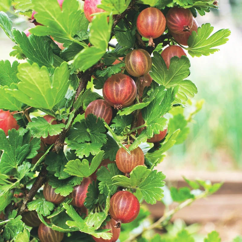 Ribes uva-crispa 'Hinnonmäki Röd' – Rote Stachelbeere | 2 Pflanzen | Topf 15 cm