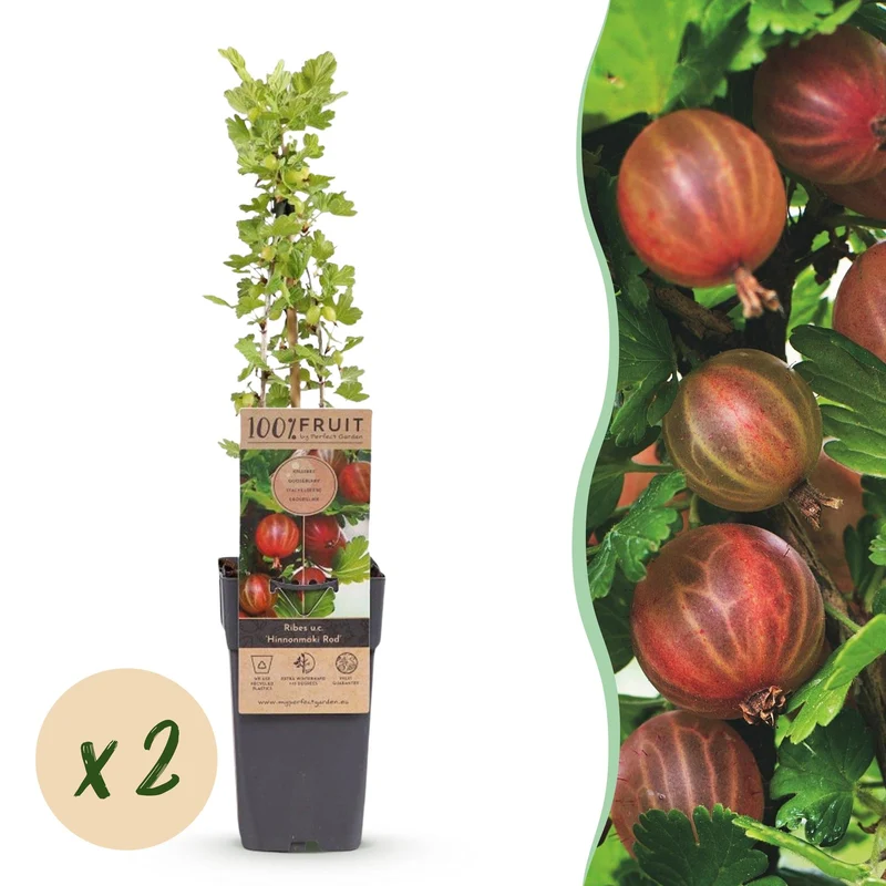 Ribes uva-crispa 'Hinnonmäki Röd' – Rote Stachelbeere | 2 Pflanzen | Topf 15 cm