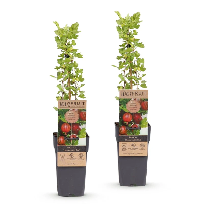 Ribes uva-crispa 'Hinnonmäki Röd' – Rote Stachelbeere | 2 Pflanzen | Topf 15 cm